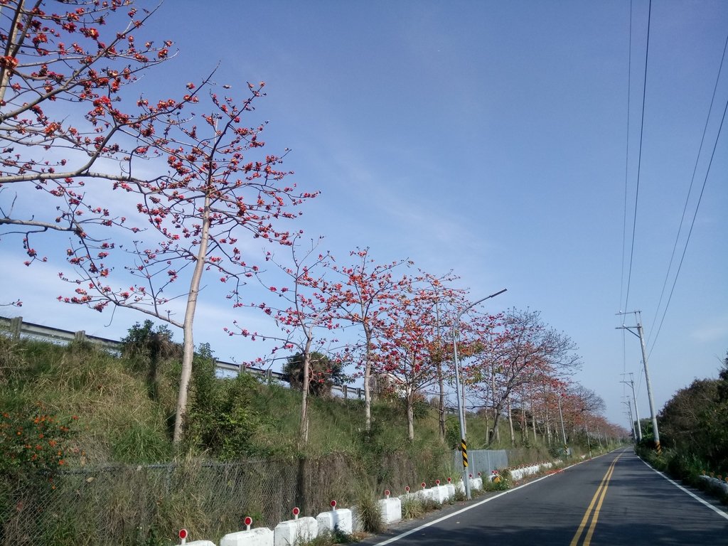 DSC_7889.JPG - 清水  大田產要道路  木棉花