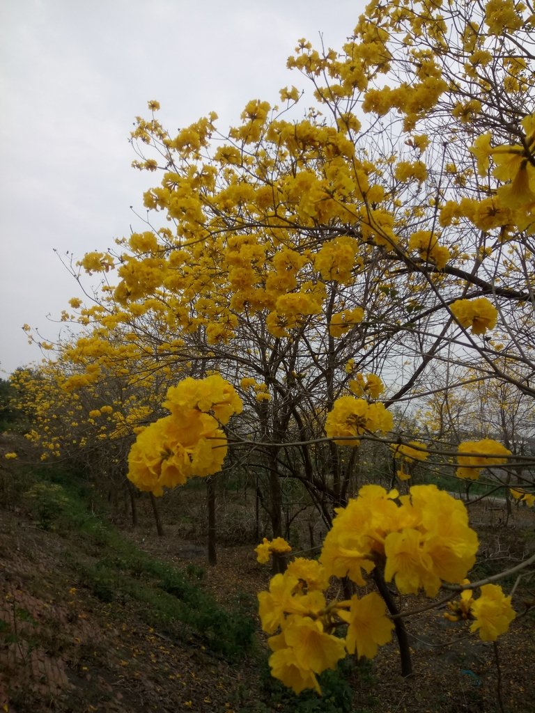 DSC_8428.JPG - 竹塘  田頭堤防  黃花風鈴木