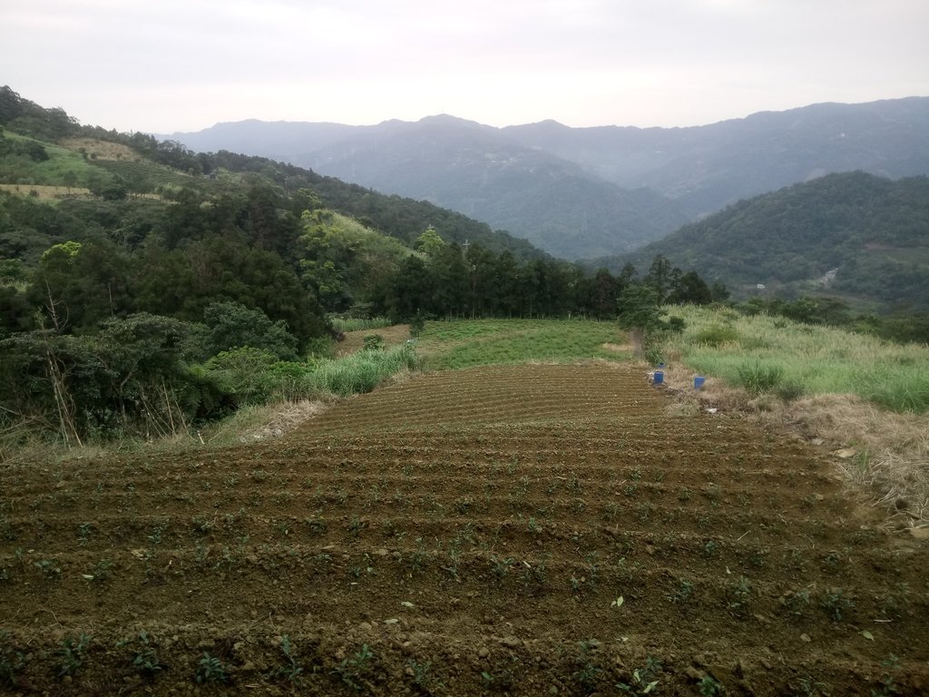 DSC_7195.JPG - 坪林  大湖尾茶園風光