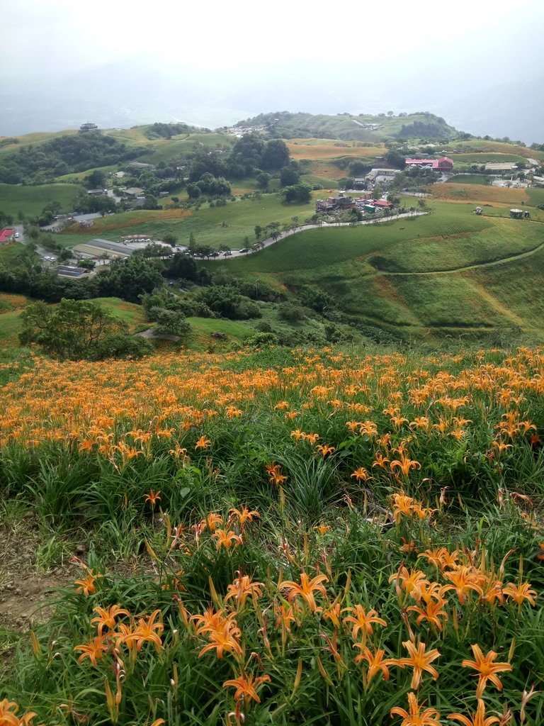 DSC_0744.JPG - 富里  六十石山  金針花季