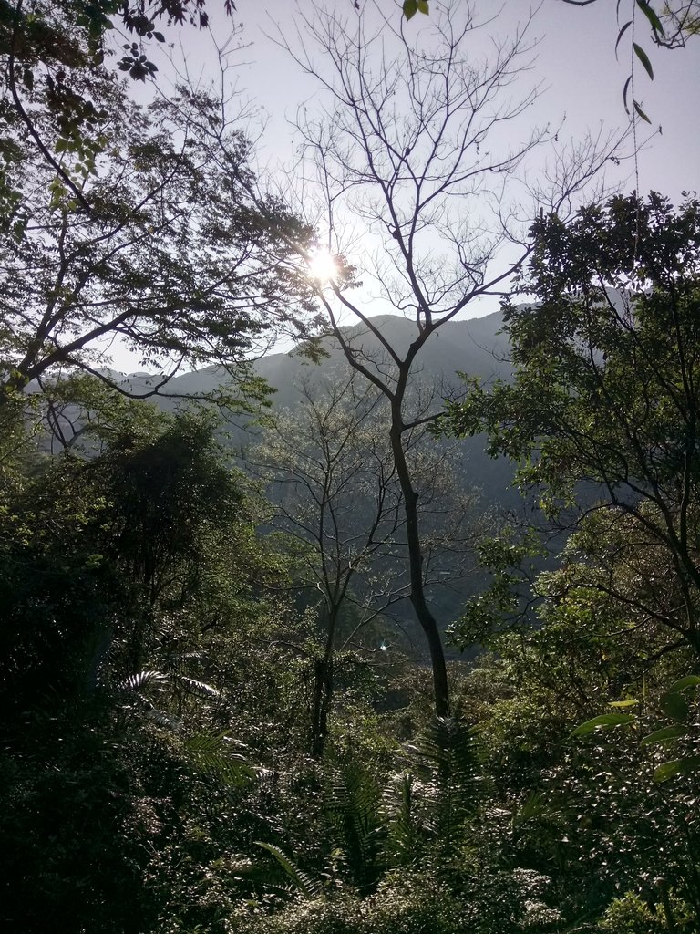 DSC_9840.JPG - 谷關  德芙蘭步道