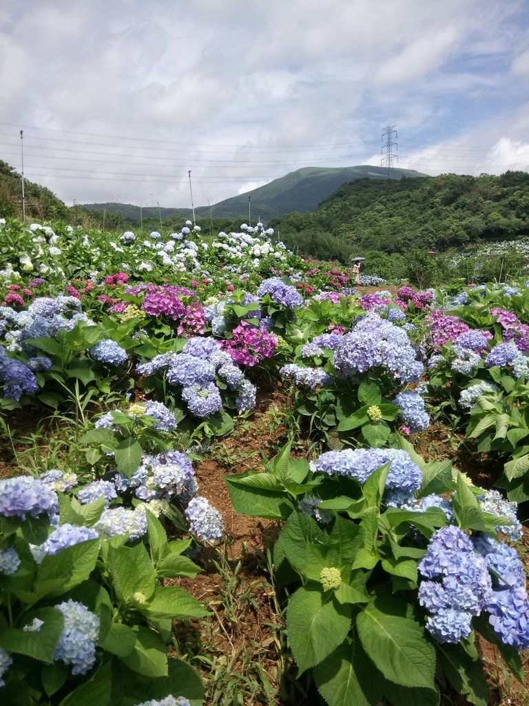 DSC_9331.JPG - 萬里  高家繡球花田