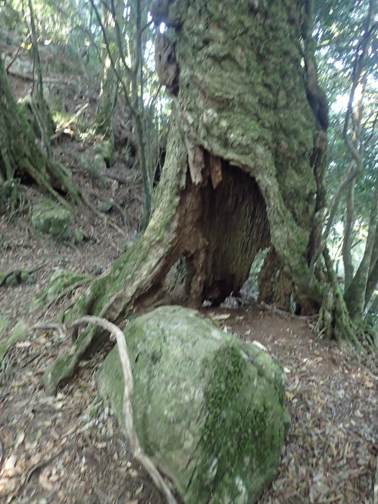 P2034753.JPG - 南庄  大坪林道  杜鵑嶺