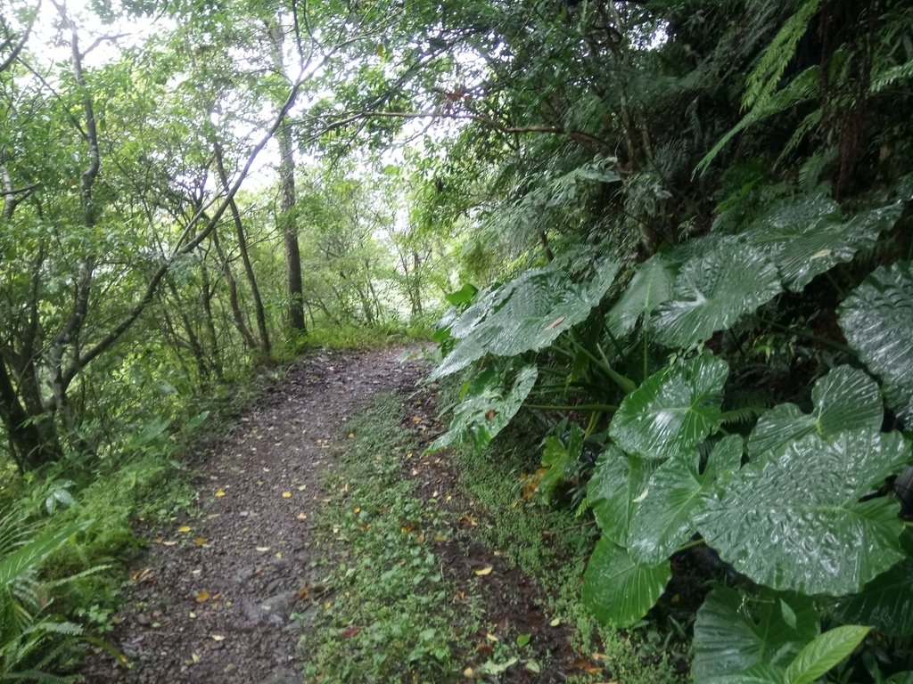 DSC_5082.JPG - 烏來  西坑林道  探幽