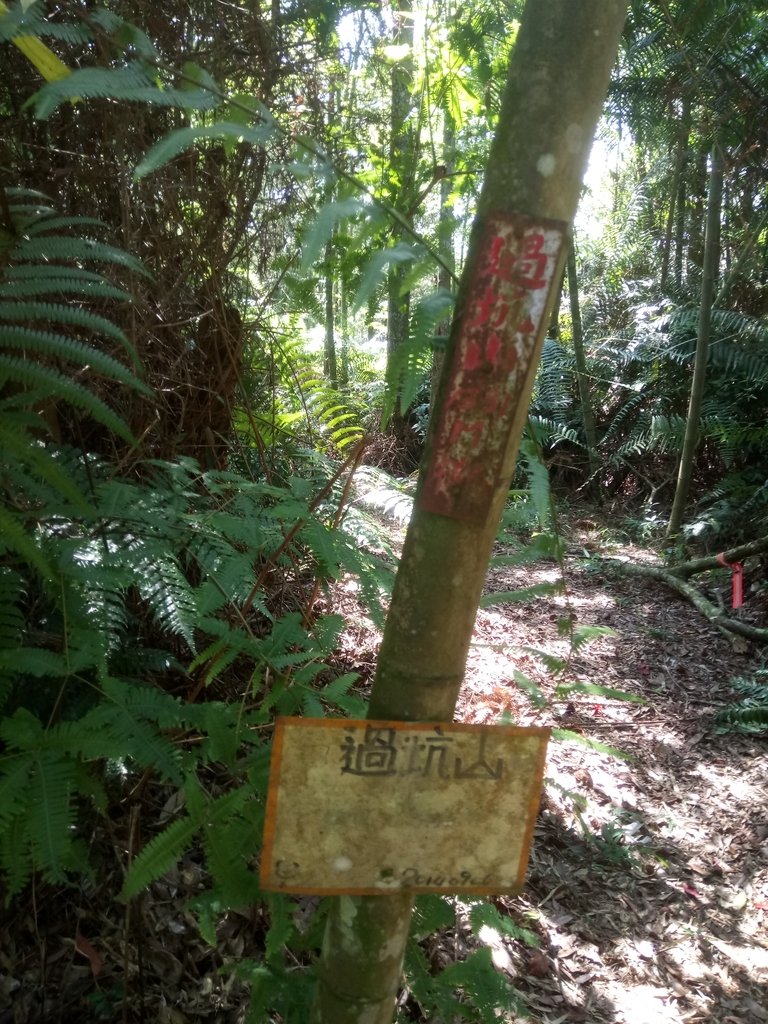 DSC_4050.JPG - 魚池  過坑山登山步道