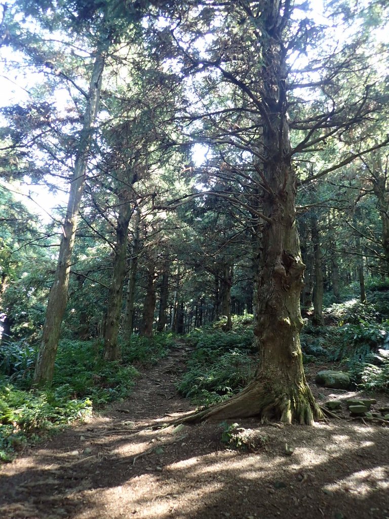 P7235823.JPG - 台中和平  長壽山登山步道  (上)