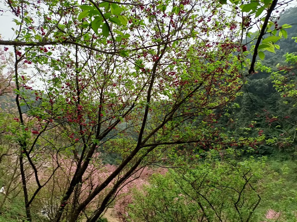 IMG20210226143651.jpg - 三峽  熊空  大熊櫻花林