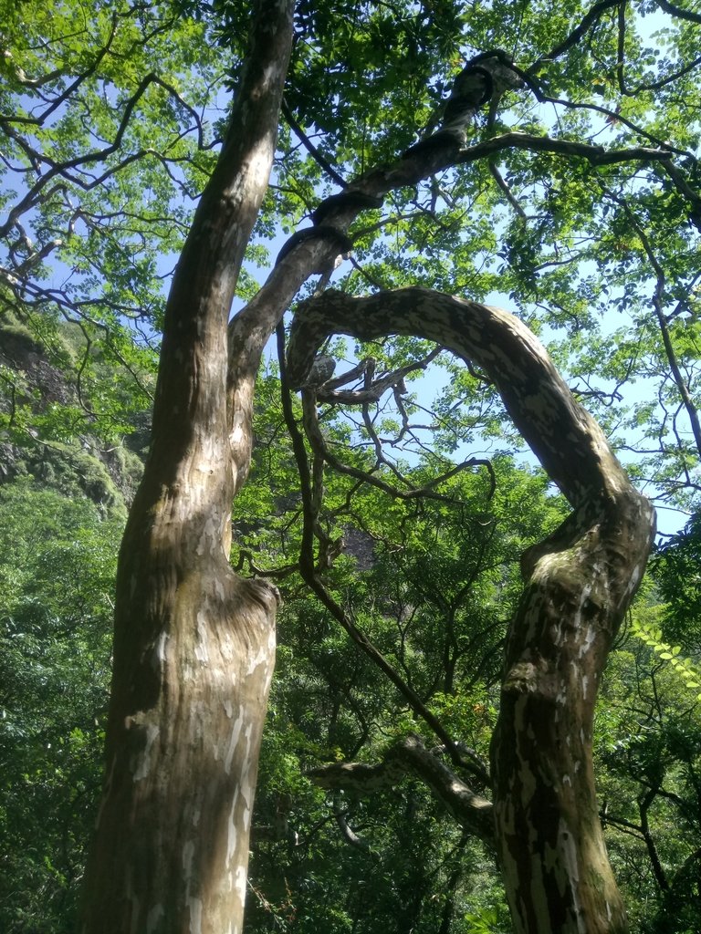 DSC_5071.JPG - 金山  竹子山古道  阿里磅瀑布