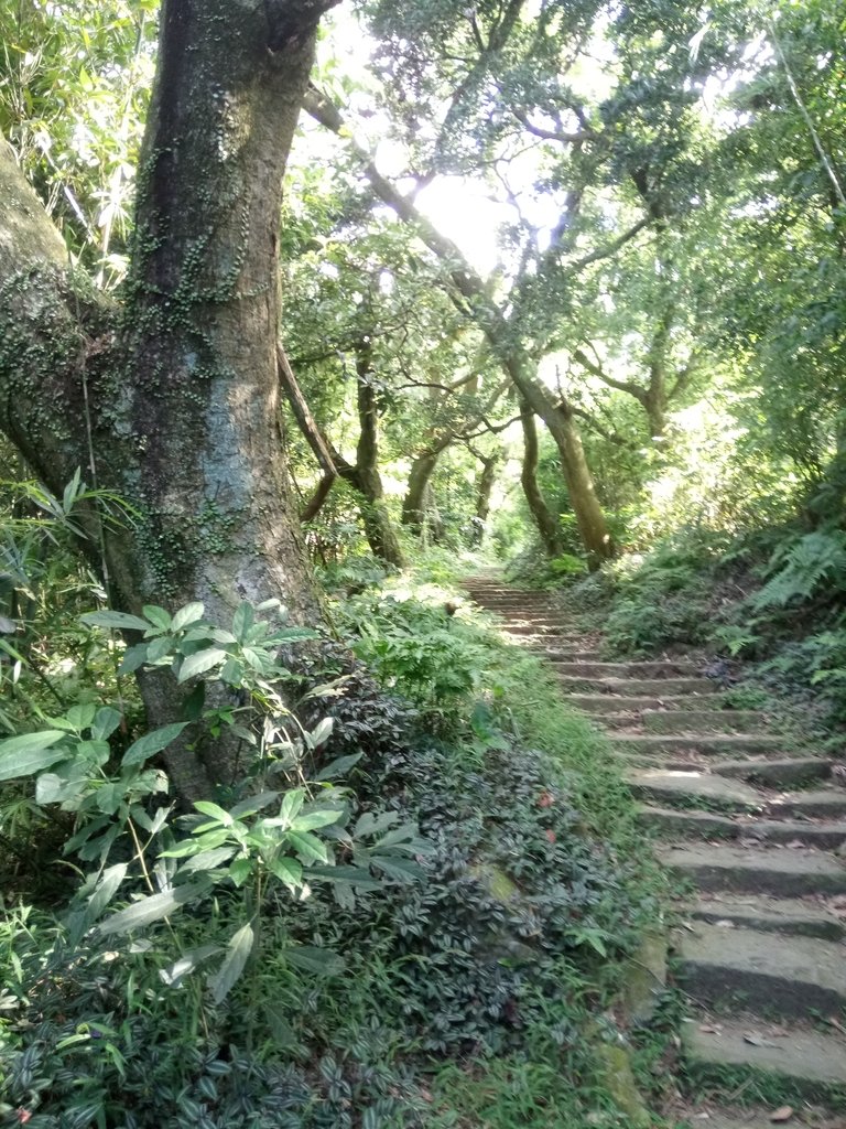 DSC_6887.JPG - 北投  面天山  向天湖步道