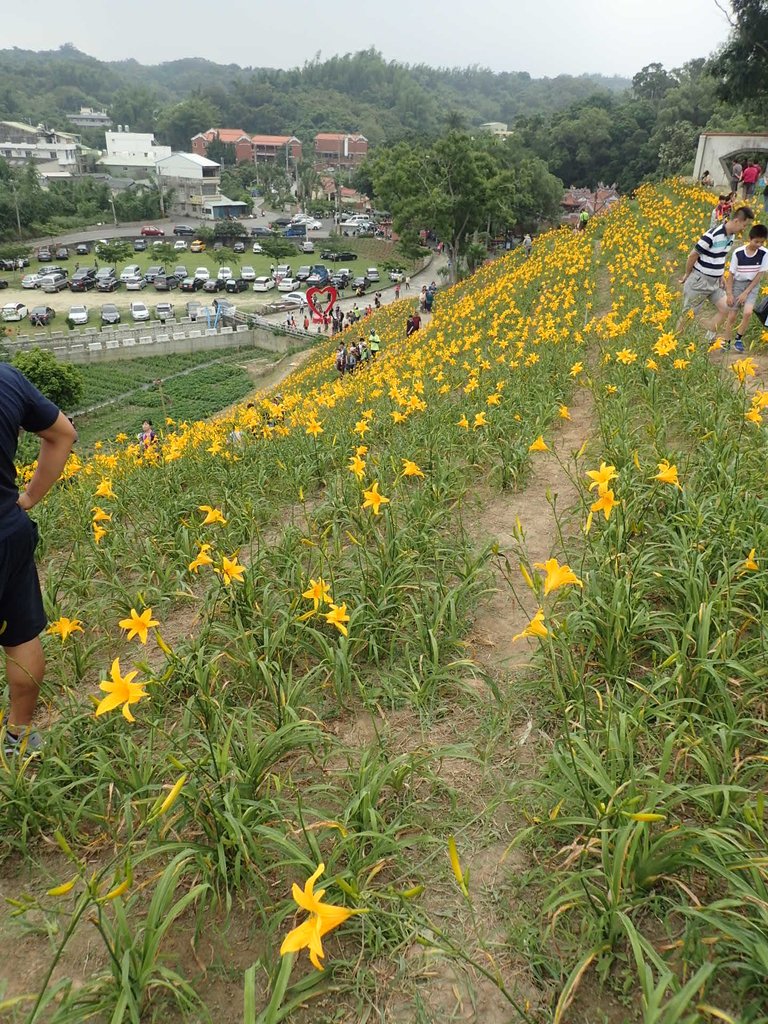 P4285727.JPG - 花壇  虎山岩  金針花季