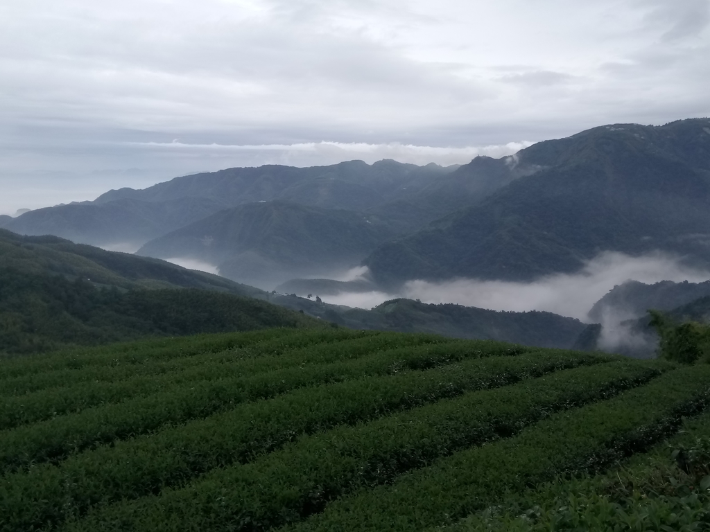 DSC_1302.JPG - 往三層坪途中之  茶園景致