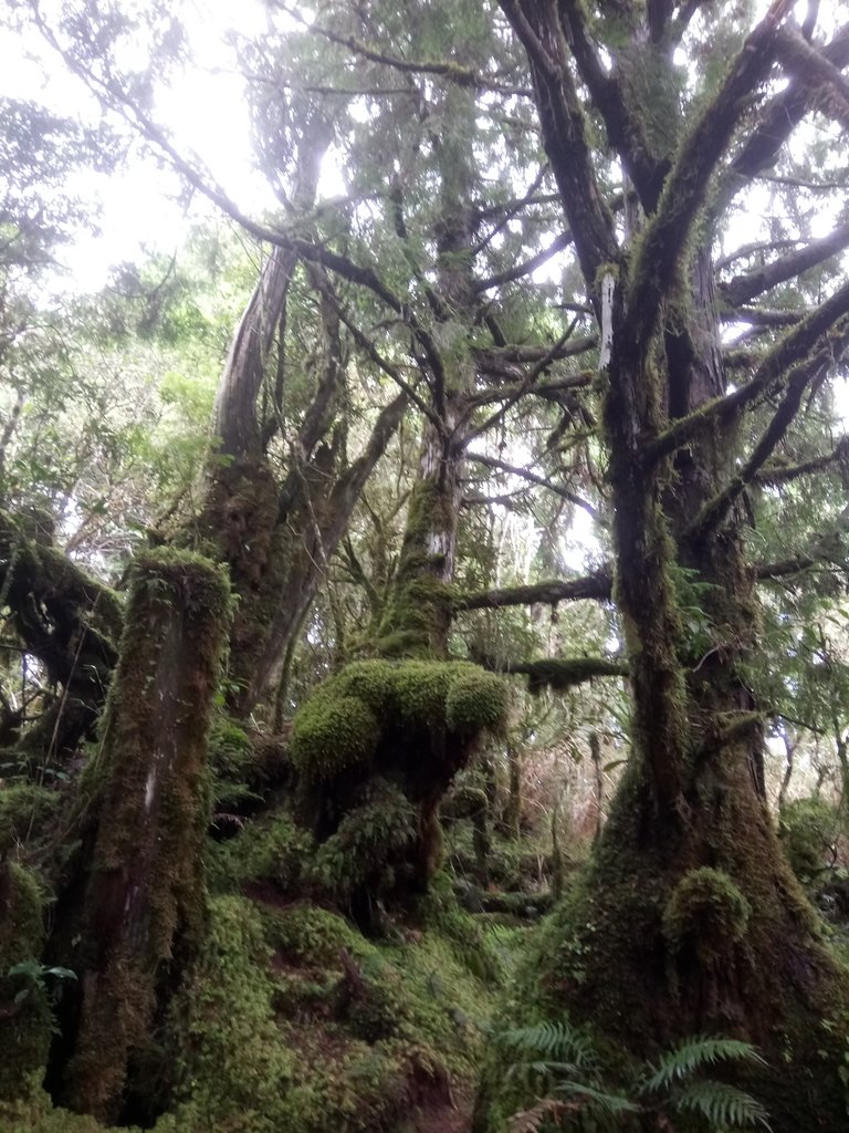 DSC_0063.JPG - 太平山  翠峰湖環山步道  01