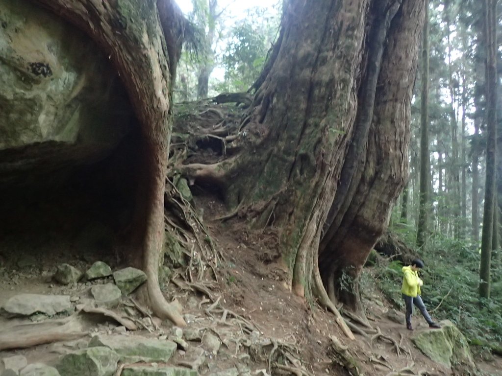 P3257953.JPG - 阿里山  二萬平  抱石神木