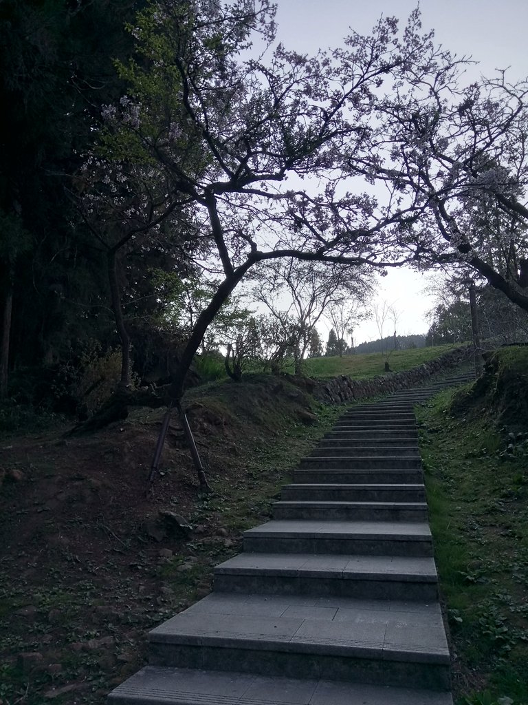 DSC_1626.JPG - 阿里山  沼平公園  賞櫻