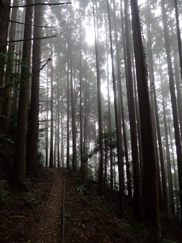 P2034995.JPG - 南庄  加里山  森林鐵道