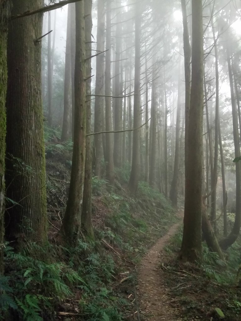 DSC_3754.JPG - 南庄  加里山  森林鐵道