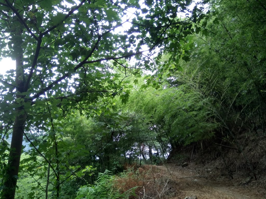 DSC_3019.JPG - 大溪  金面山登山步道