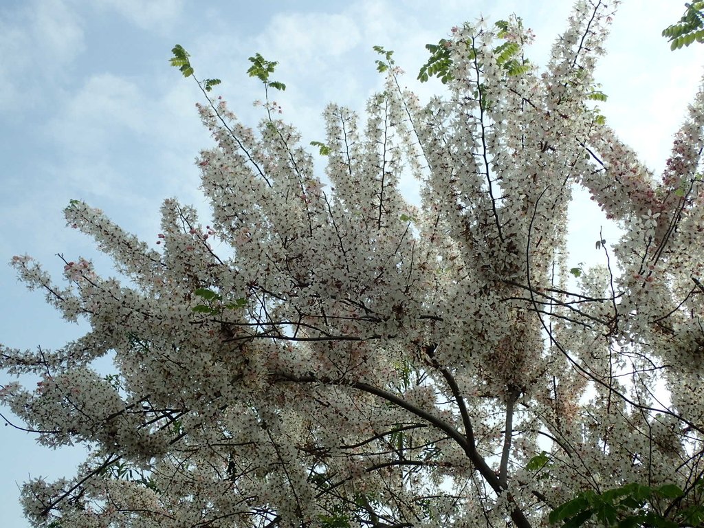 P4030096.JPG - 路竹  一甲國小  花旗木