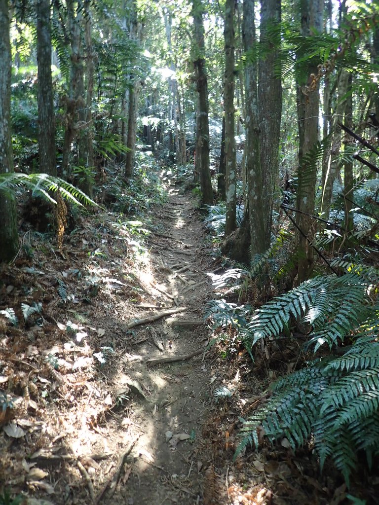 PA040370.JPG - 魚池  過坑山登山步道