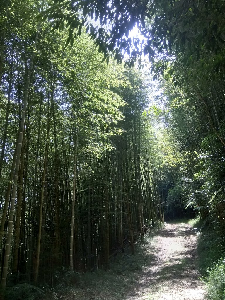 DSC_4056.JPG - 魚池  大尖山登山步道