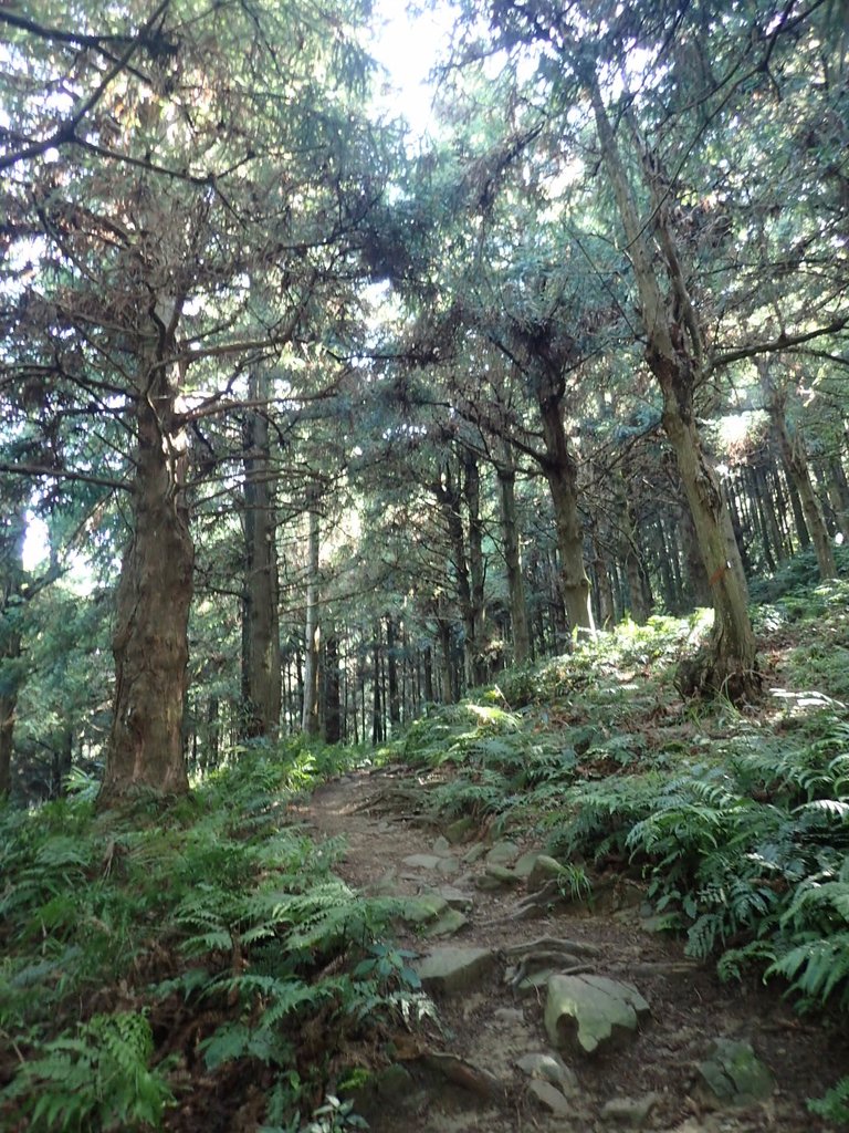 P7235827.JPG - 台中和平  長壽山登山步道  (上)