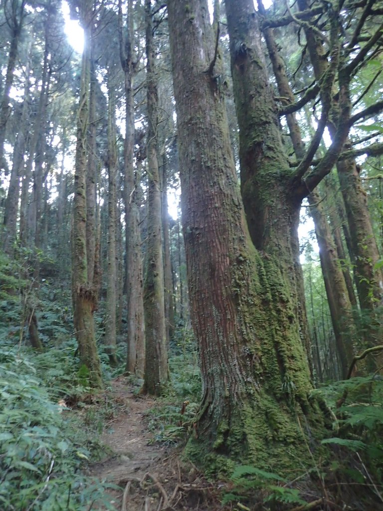 P2056632.JPG - 竹山  嶺頭山  金柑樹山