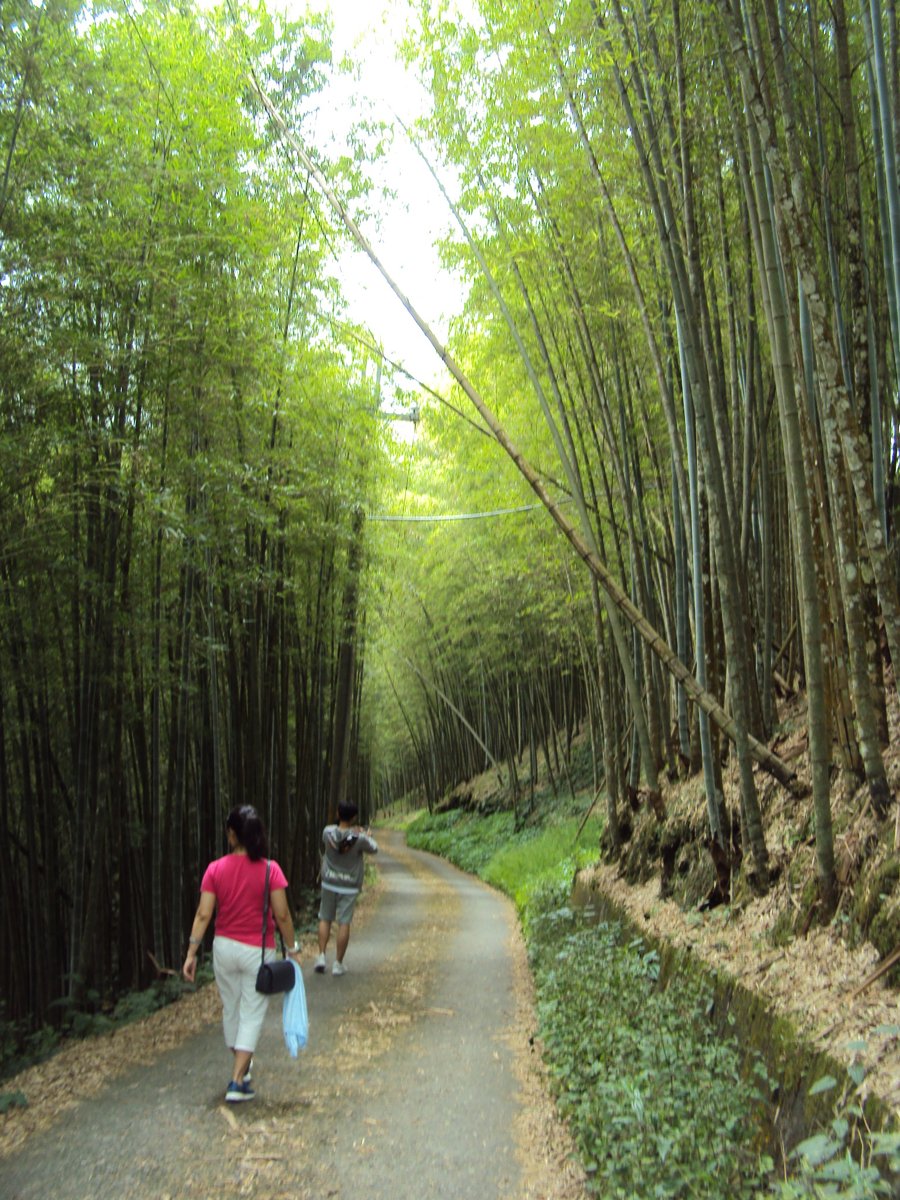 DSC08031.JPG - 竹山  大諳  孟宗竹蔭隧道