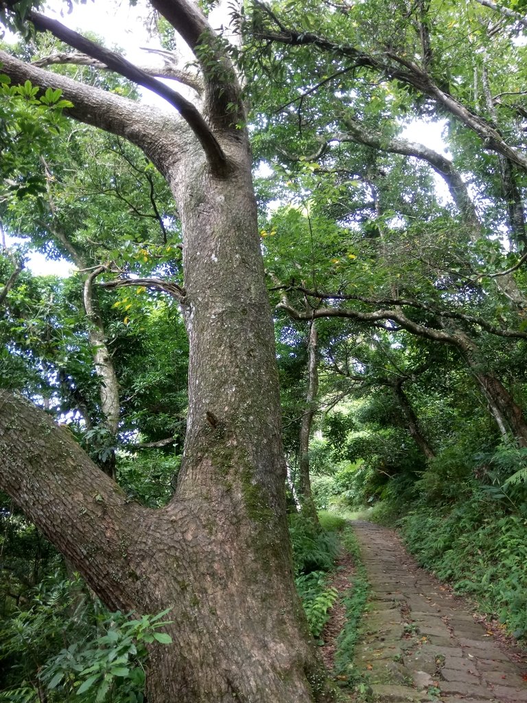 DSC_6913.JPG - 北投  面天山  向天湖步道