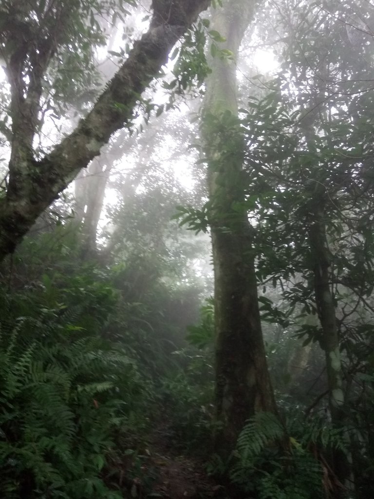 DSC_6240.JPG - 三峽  白雞山登山步道