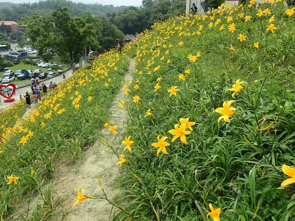 P4285730.JPG - 花壇  虎山岩  金針花季