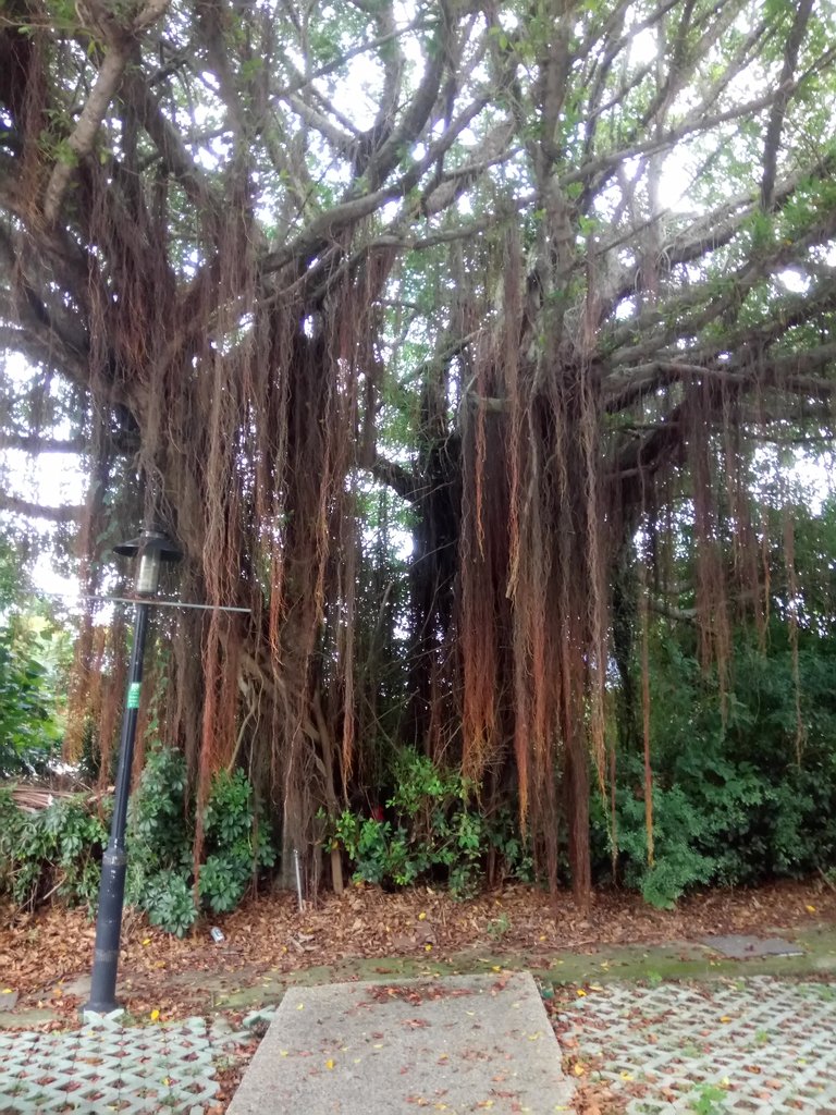 DSC_8998.JPG - 苗栗  稻荷神社遺址