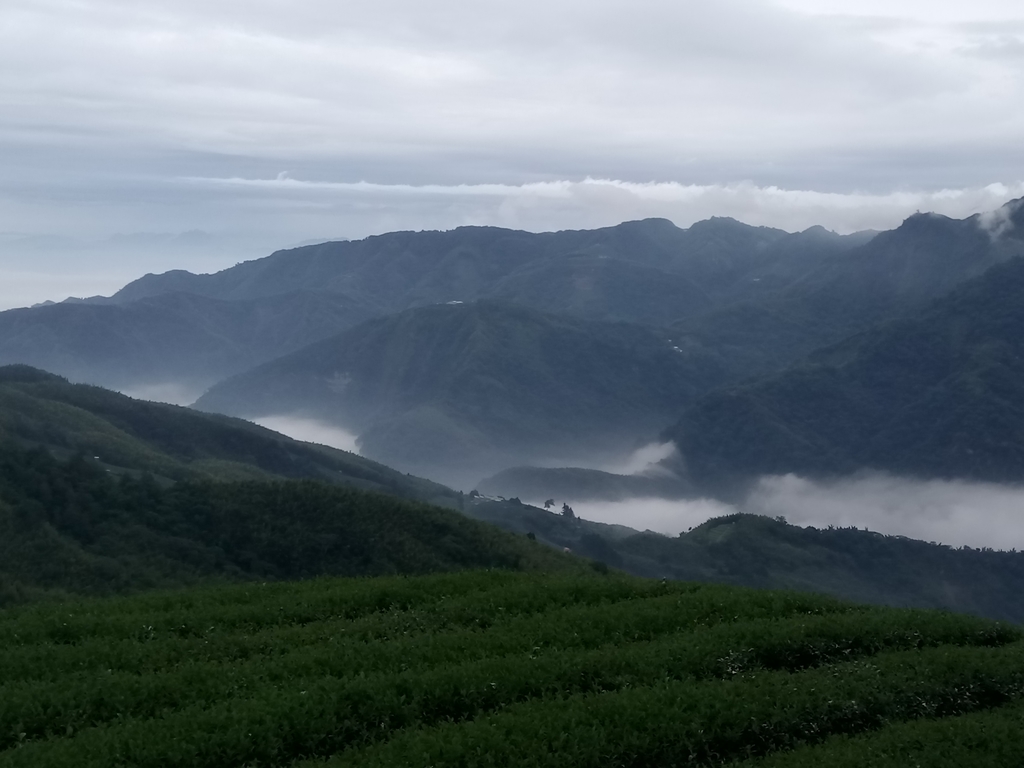 DSC_1304.JPG - 往三層坪途中之  茶園景致