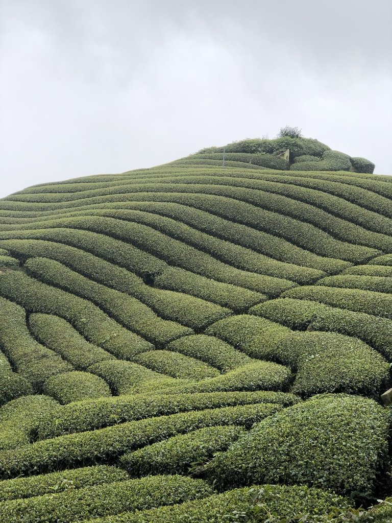 IMG_4681.JPG - 阿里山  隙頂茶園之美