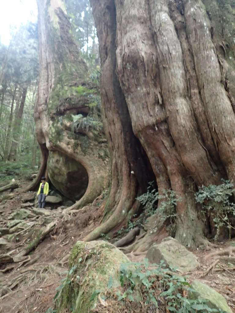 P3257960.JPG - 阿里山  二萬平  抱石神木