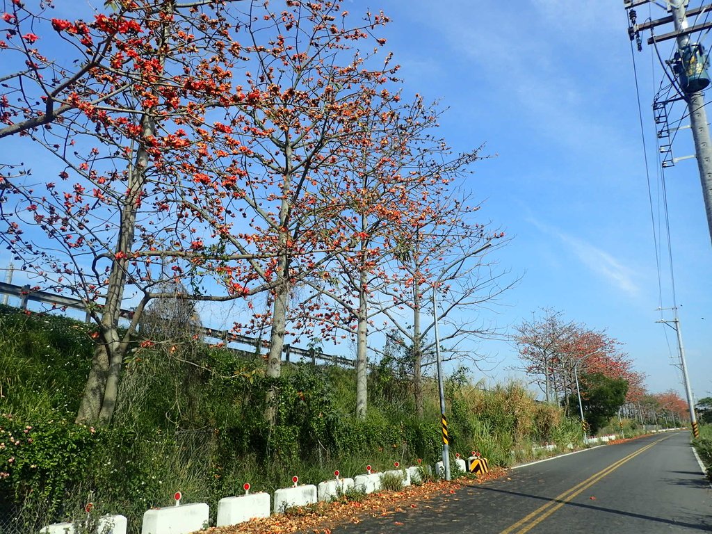 P3036237.JPG - 清水  大田產要道路  木棉花