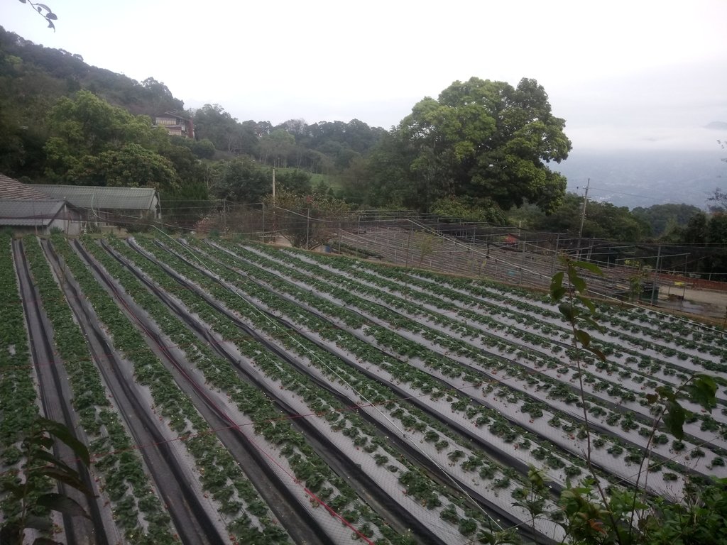 DSC_2851.JPG - 大湖  關刀山步道  (聖關段)