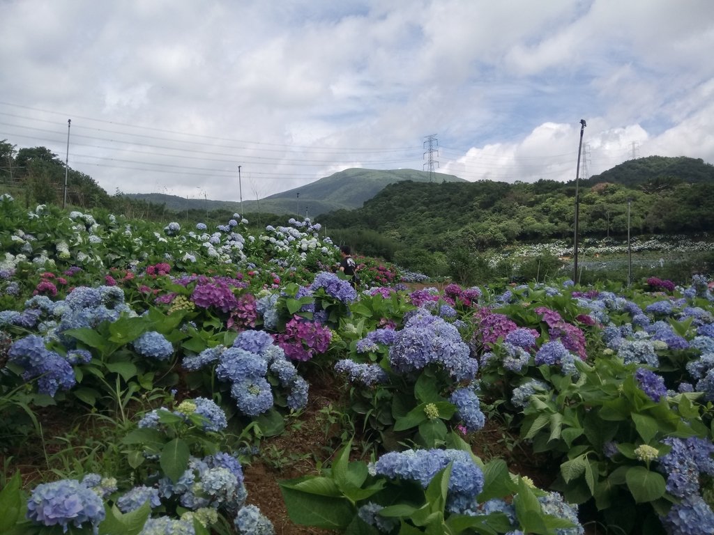 DSC_9336.JPG - 萬里  高家繡球花田