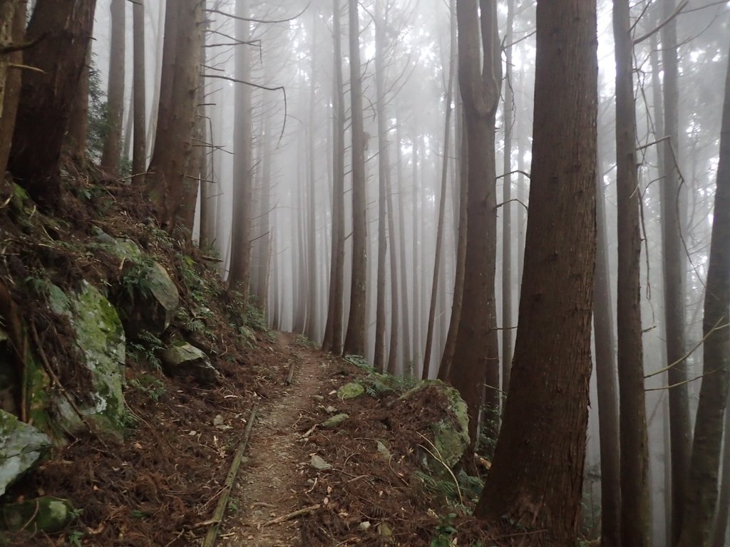 P2035000.JPG - 南庄  加里山  森林鐵道