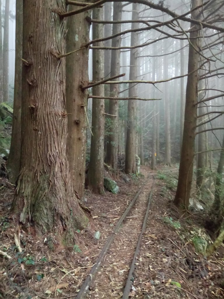 DSC_3760.JPG - 南庄  加里山  森林鐵道