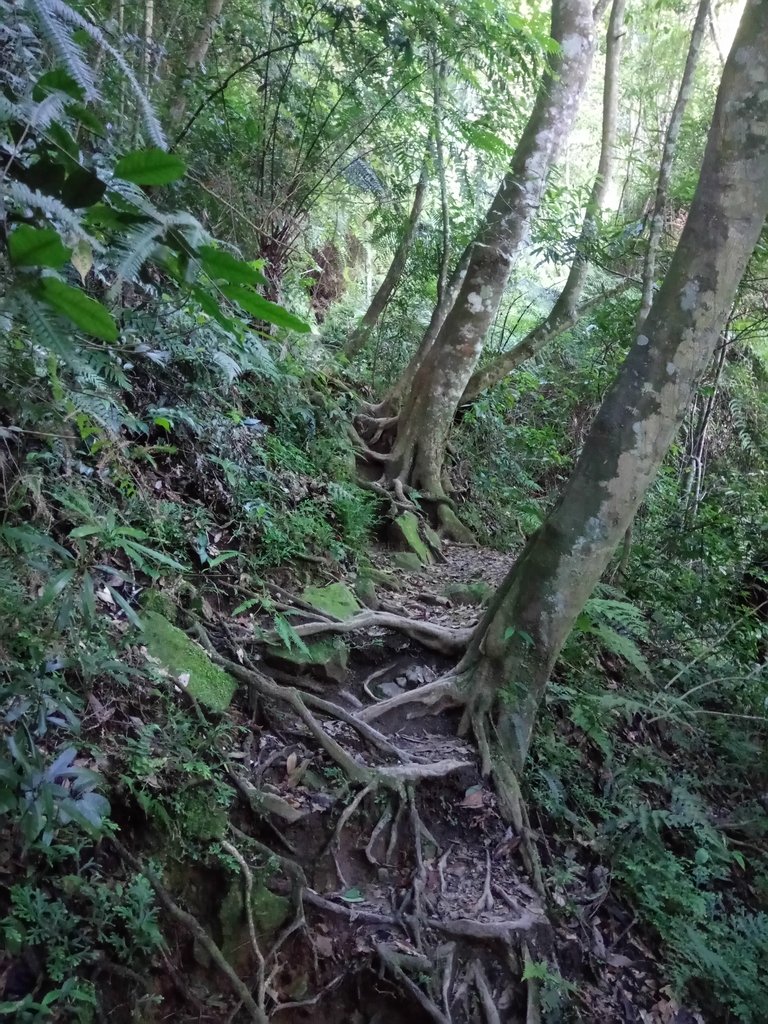 DSC_3778.JPG - 魚池  水社大山