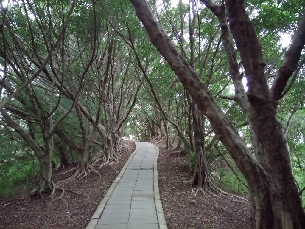 DSC_4008.JPG - 大肚  萬里長城登山步道