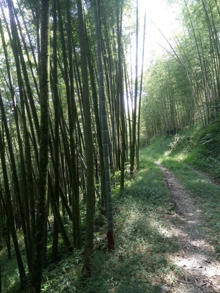 DSC_4058.JPG - 魚池  大尖山登山步道