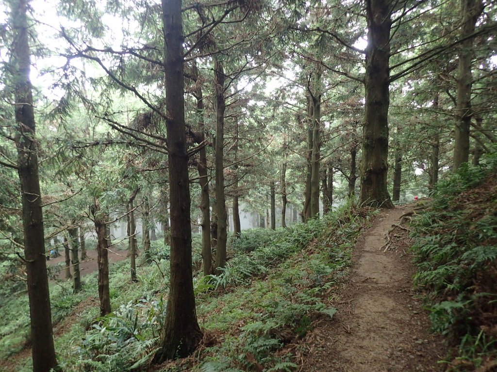 P7235901.JPG - 台中和平  長壽山登山步道  (上)