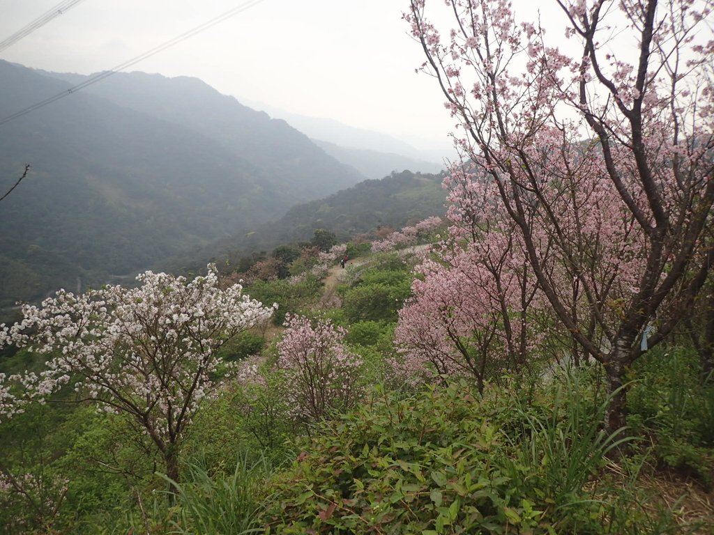 P2266684.JPG - 三峽  熊空  大熊櫻花林