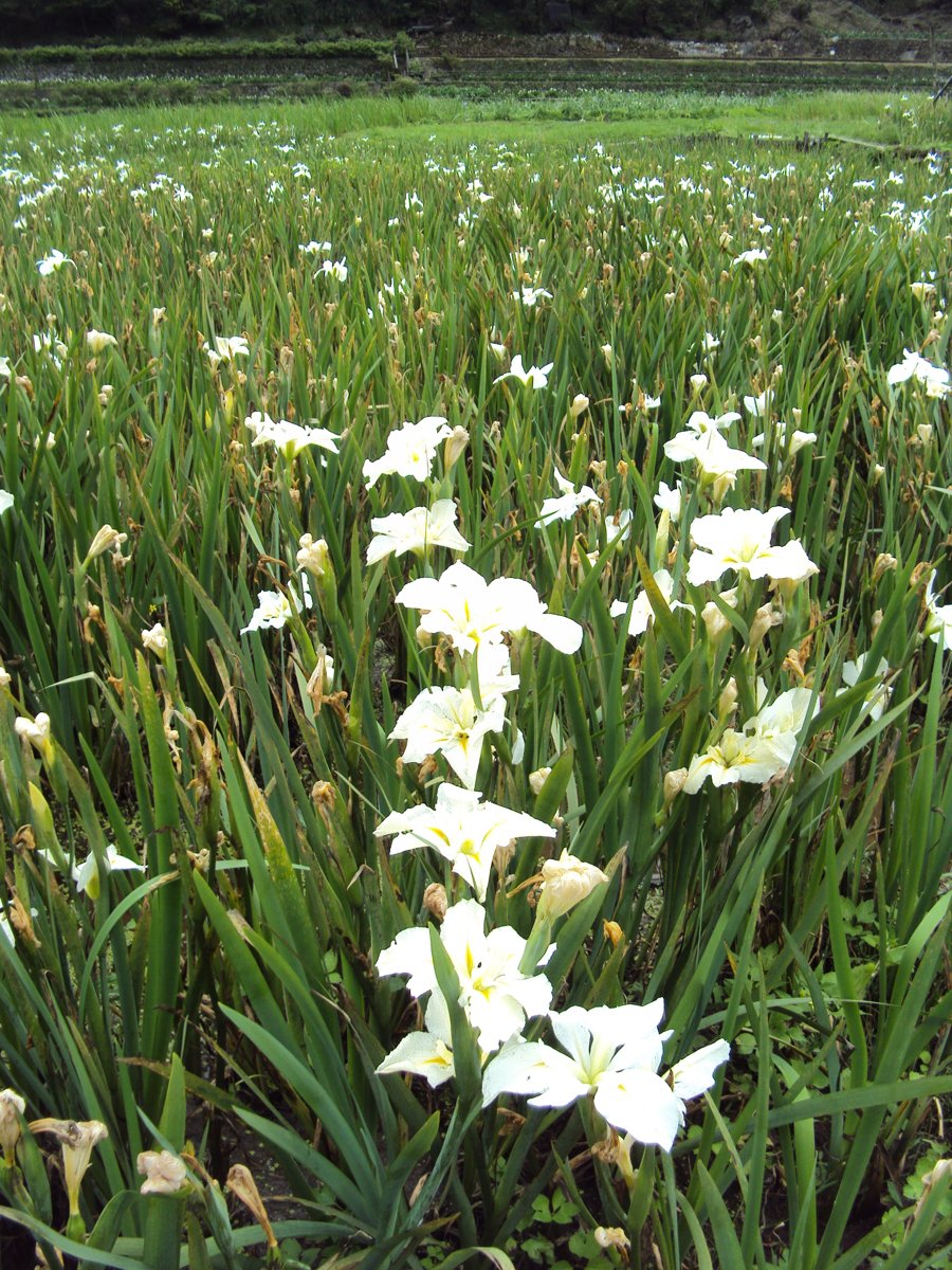 DSC05260.JPG - 竹子湖  白色鳶尾花