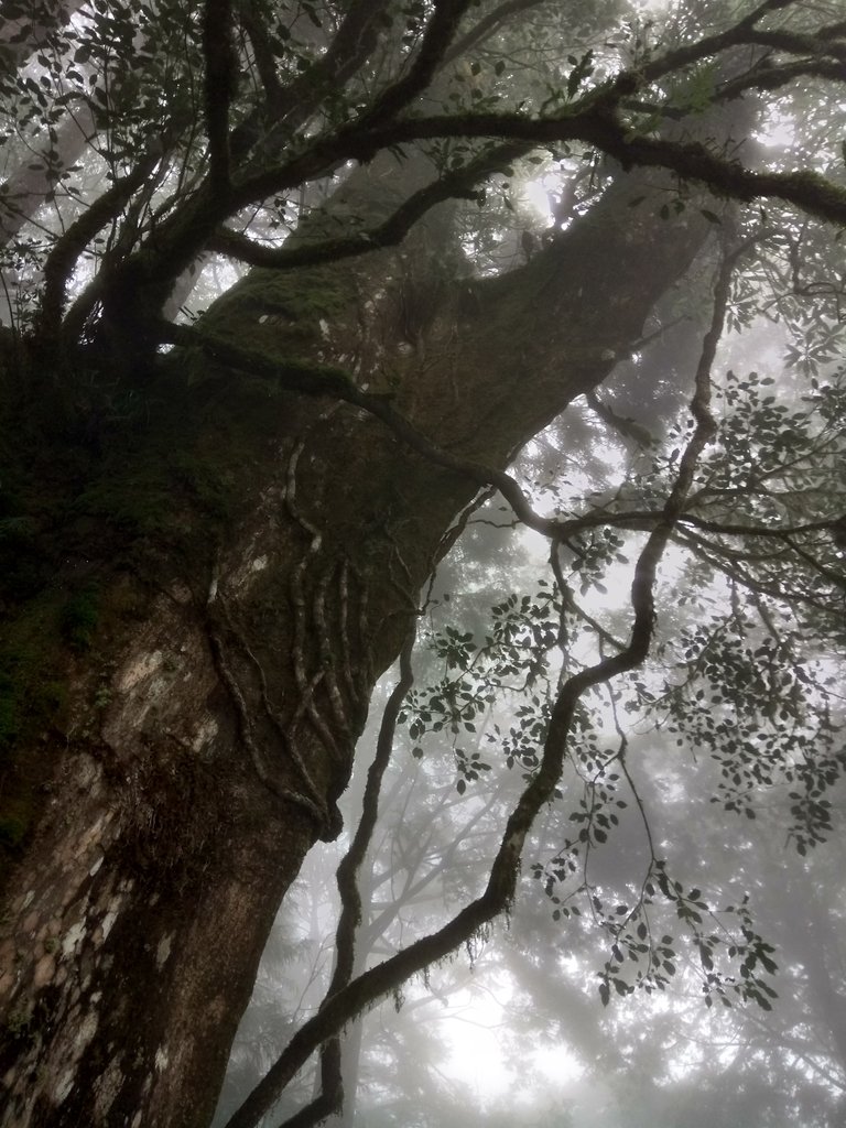 DSC_5623.JPG - 太平山 見晴懷古步道