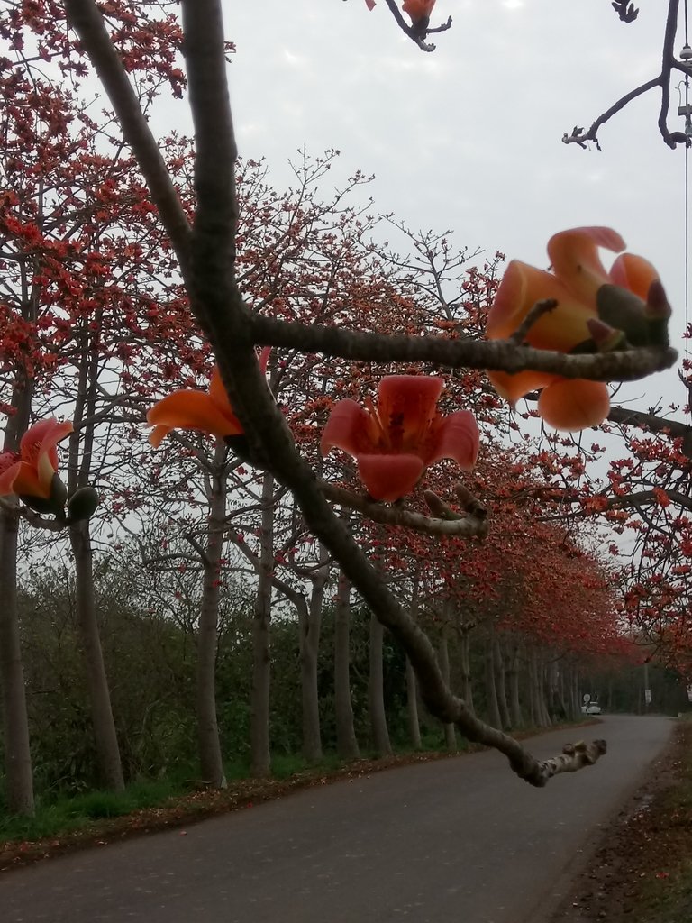 DSC_8314.JPG - 埤頭  東螺溪  木棉花