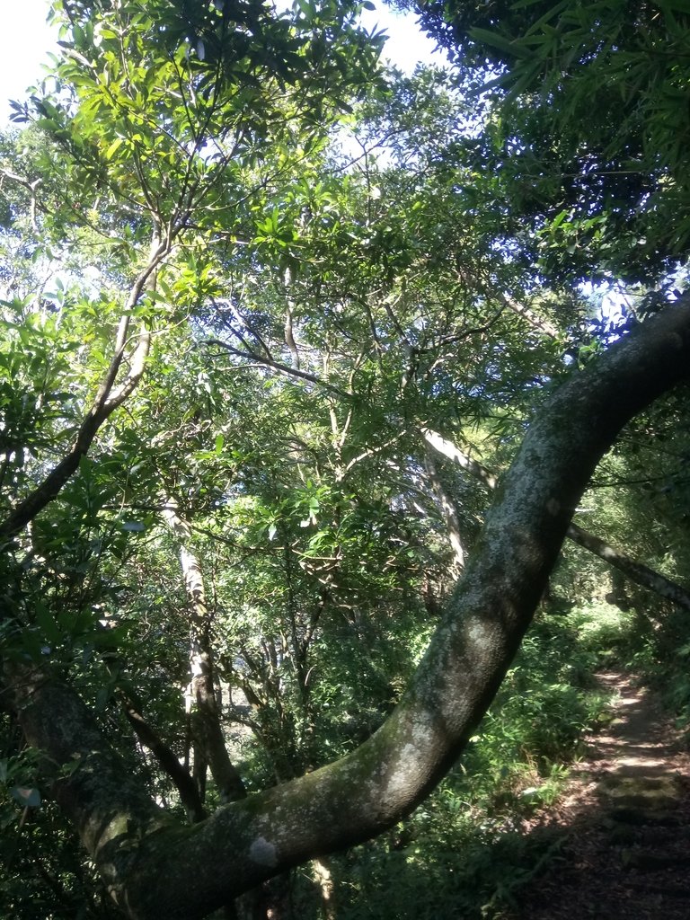 DSC_8815.JPG - 北投  中正山登山步道 03