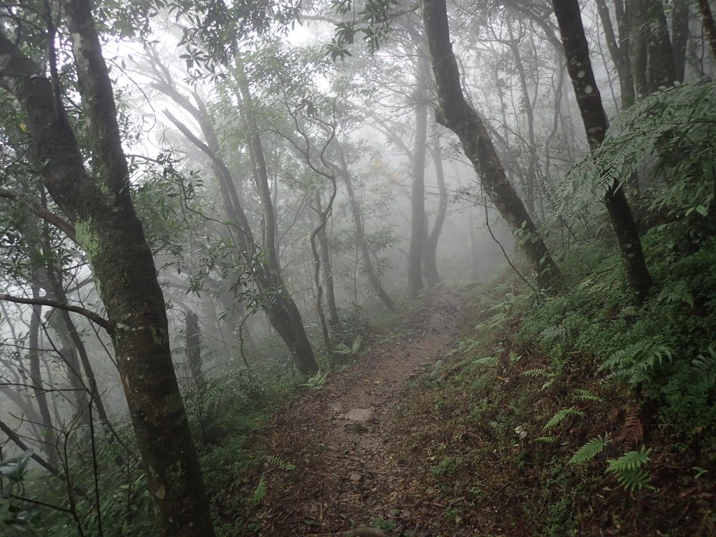 P1132893.JPG - 新店  獅子頭山隘勇線  02