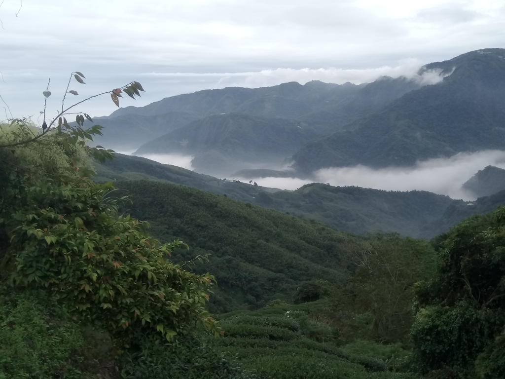 DSC_1305.JPG - 往三層坪途中之  茶園景致